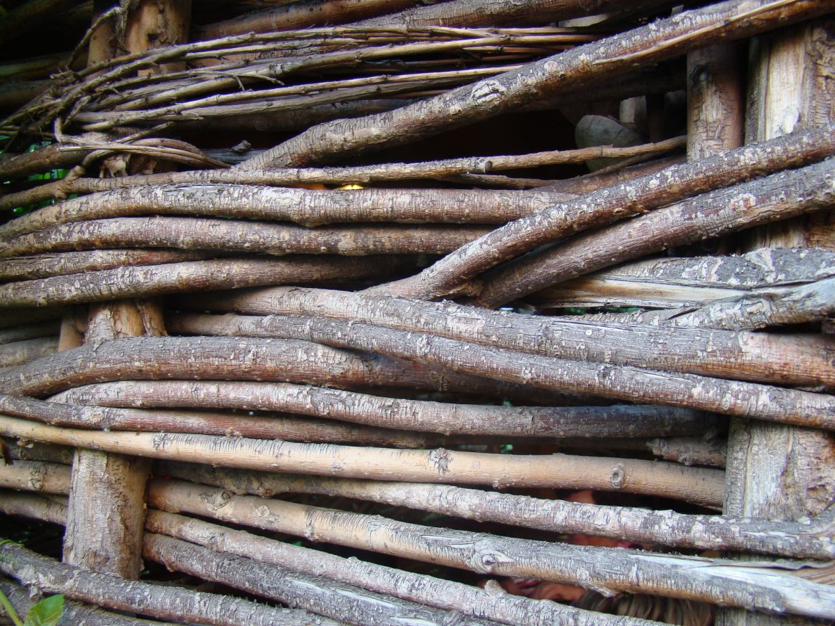 A dead hedge built from woven branches and saplings