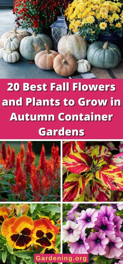 20 Best Fall Flowers and Plants to Grow in Autumn Container Gardens pinterest image.
