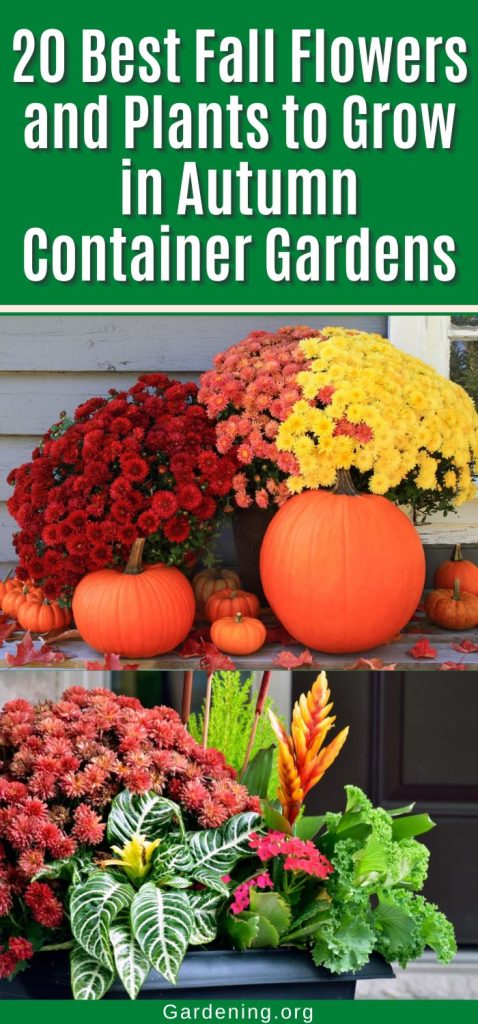 20 Best Fall Flowers and Plants to Grow in Autumn Container Gardens pinterest image.
