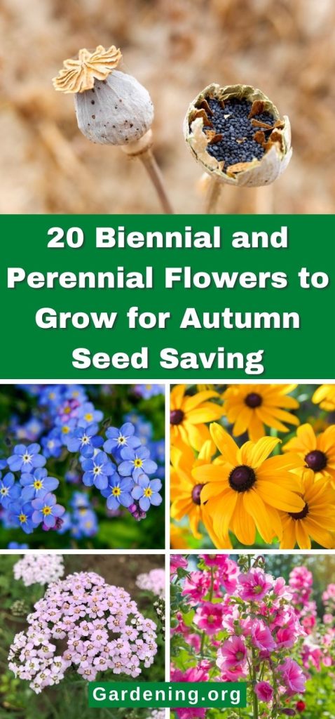 20 Biennial and Perennial Flowers to Grow for Autumn Seed Saving pinterest image.