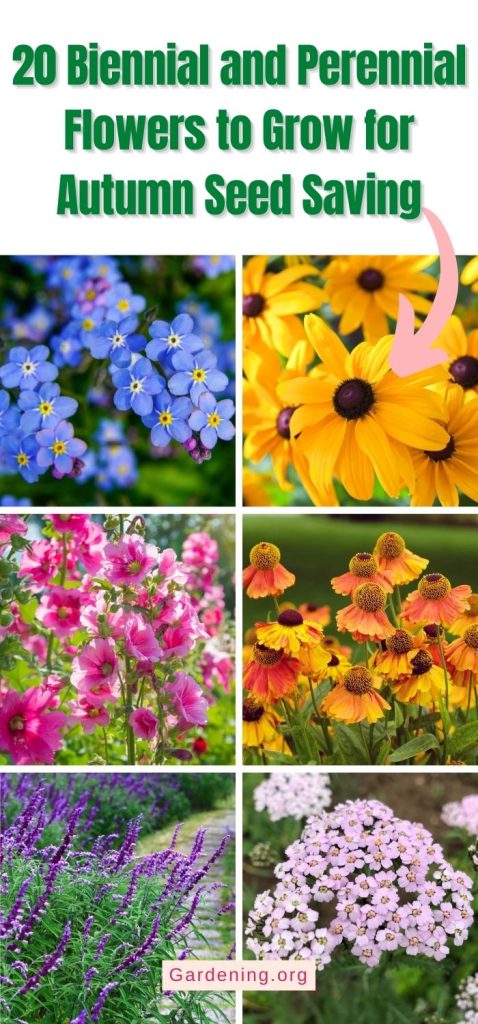 20 Biennial and Perennial Flowers to Grow for Autumn Seed Saving pinterest image.