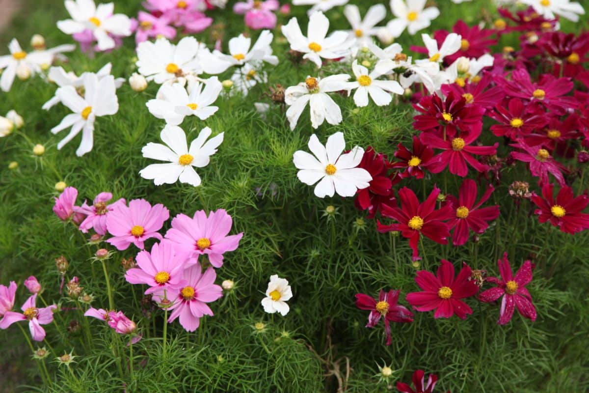 Pink and magenta cosmos flowers
