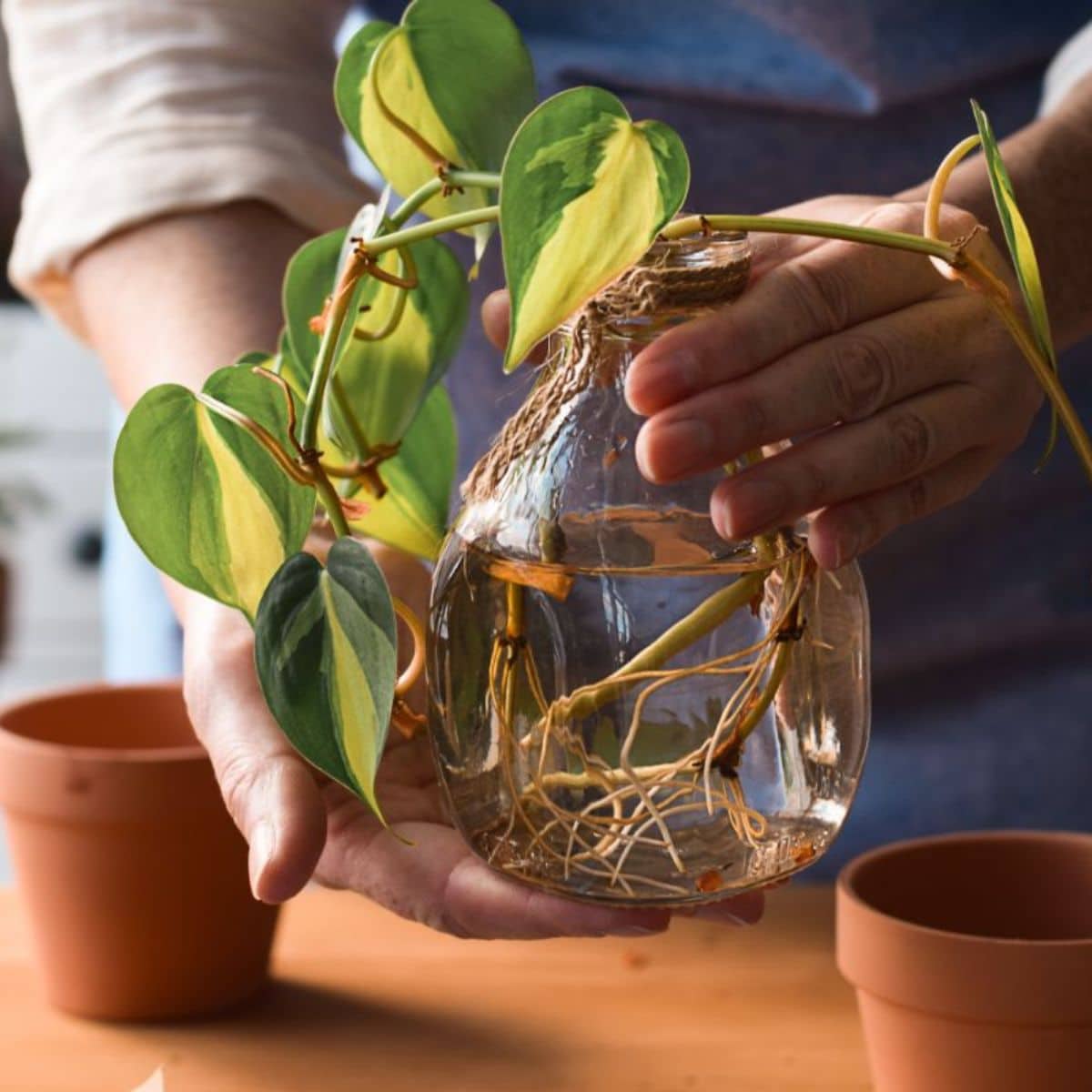 A woman holding a jar with pothos plant cuttings with roots.