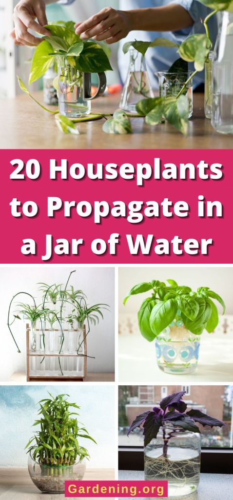 20 Houseplants to Propagate in a Jar of Water pinterest image.