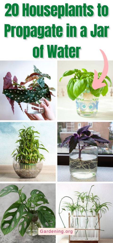 20 Houseplants to Propagate in a Jar of Water pinterest image.