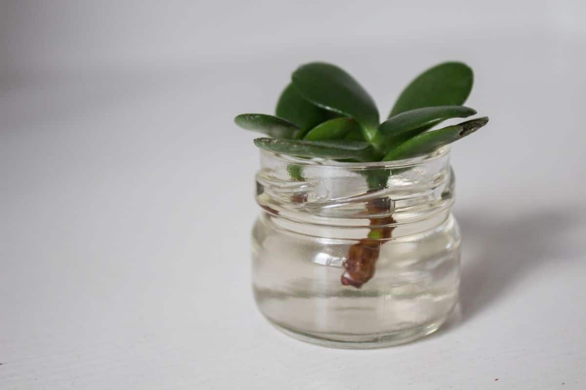 A section of jade plant rooting in water