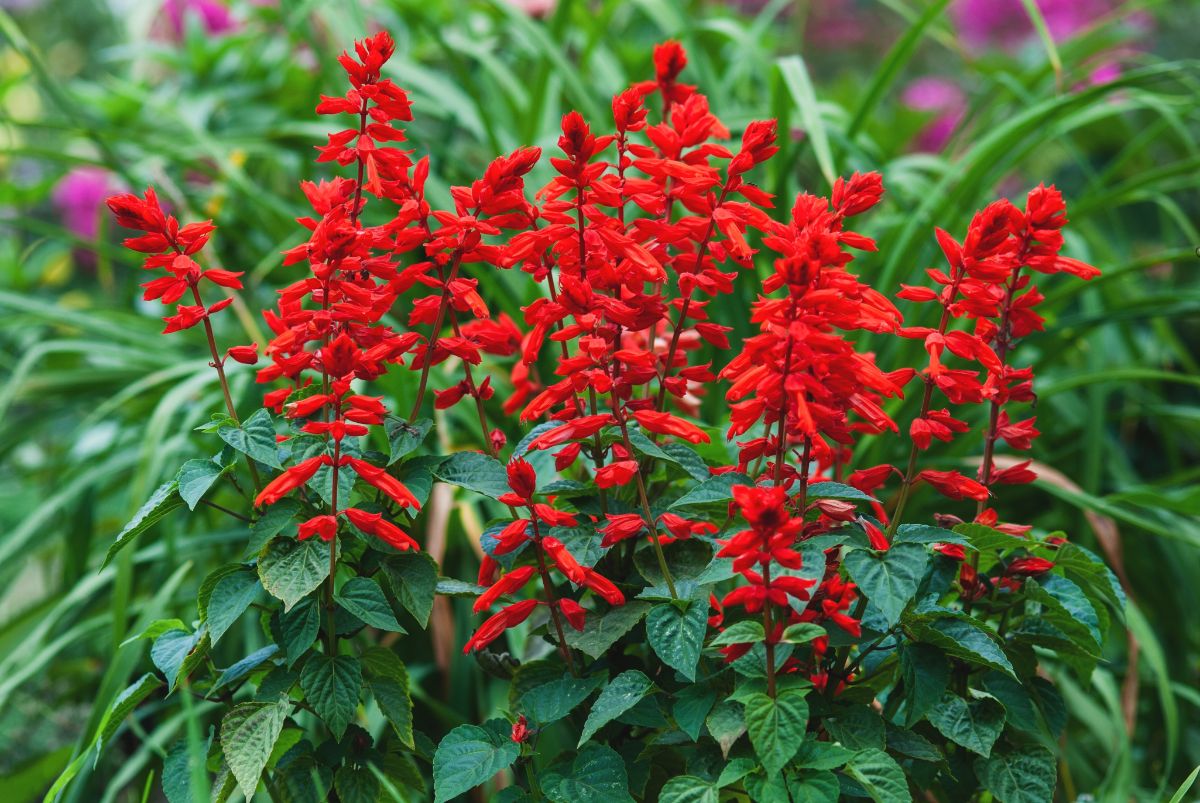 Red salvia, Always mine