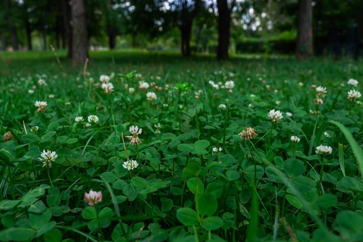 A lawn planted with white clover