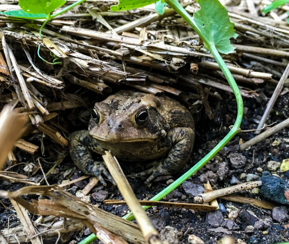 A toad living in straw in a garden