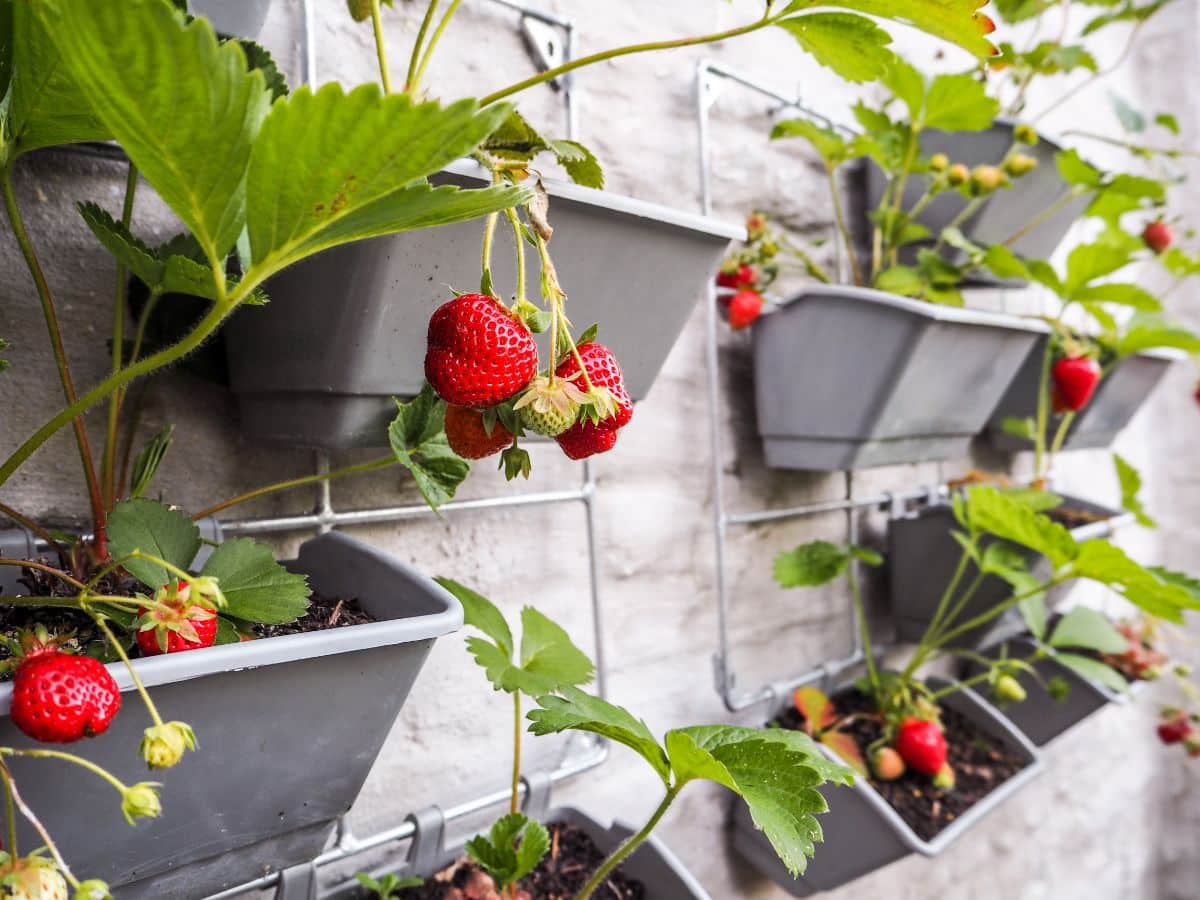 Strawberries growing in boxes on a fence line