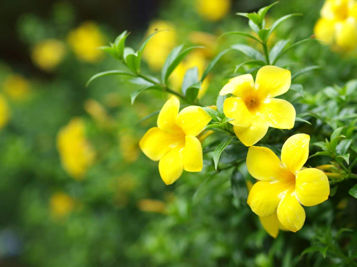 Yellow flowering Carolina jessamine