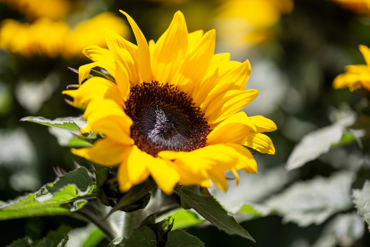 Dwarf sunflowers, adoration