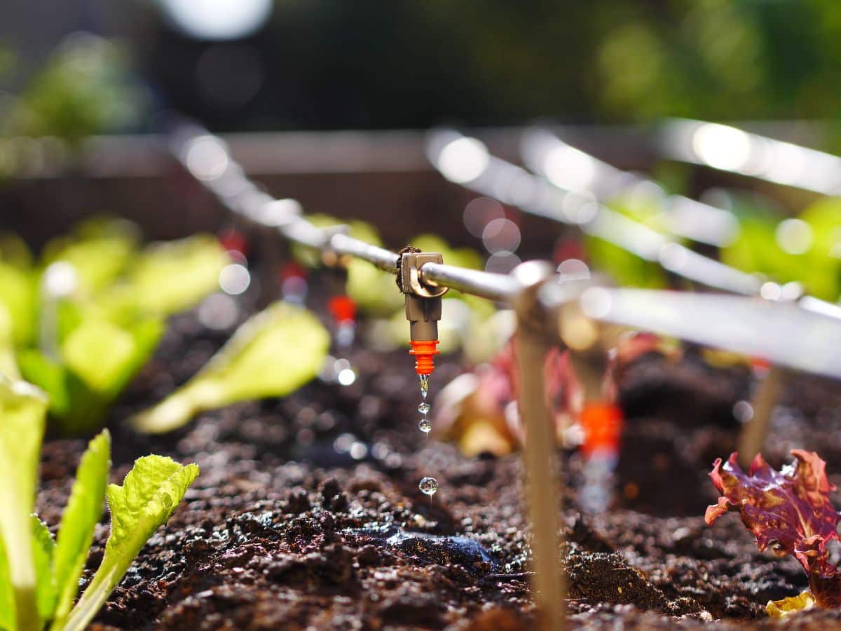 A dripline in a permaculture garden