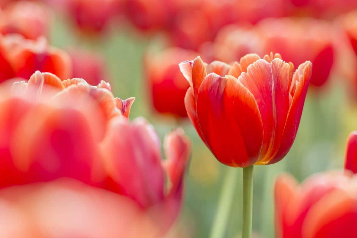 Red tulips, passion