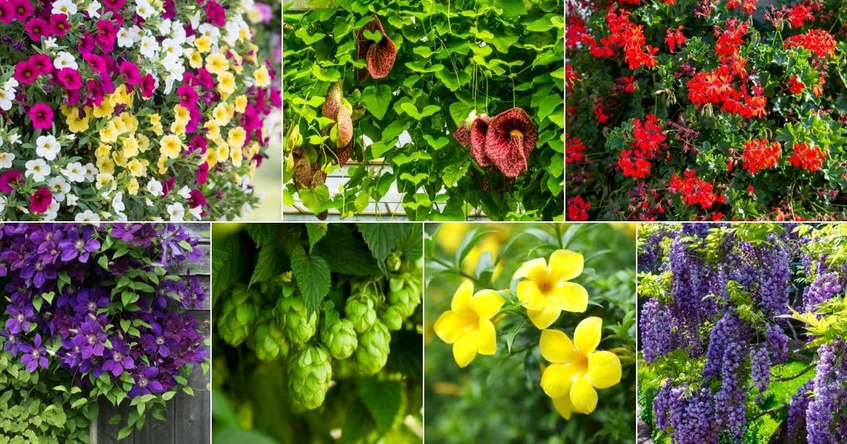 25 Best Trailing Plants to Disguise Retaining Walls and Fences - Gardening