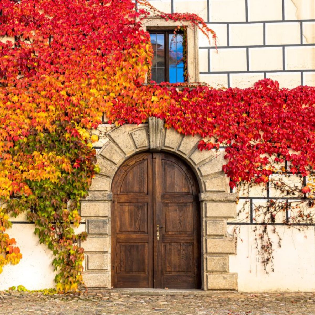 House facade with an ornate wooden door in stone surround and a window with Virginia creeper in beautiful autumn colors.