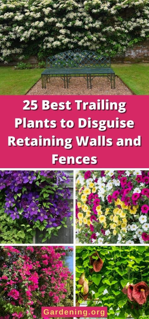25 Best Trailing Plants to Disguise Retaining Walls and Fences pinterest image.