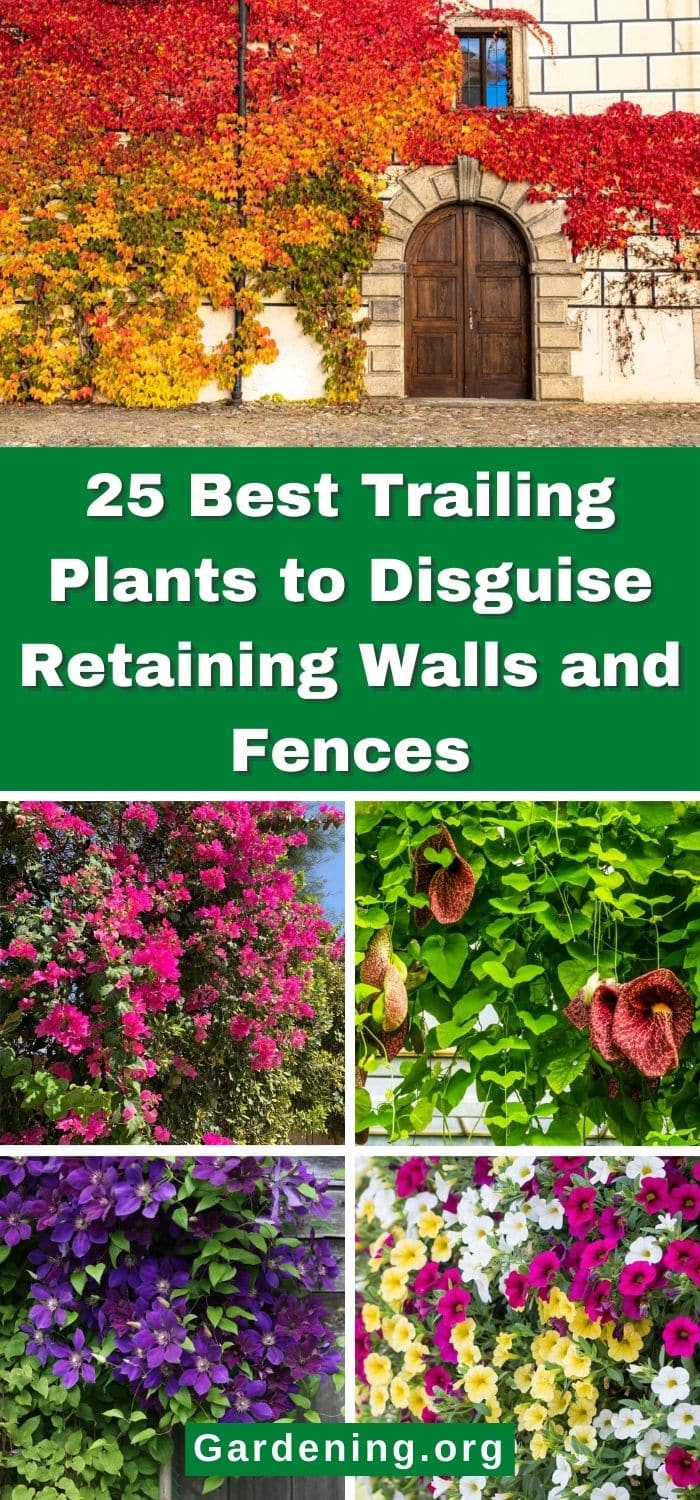 Thrailing 25 Best Trailing Plants to Disguise Retaining Walls and Fences - Gardening