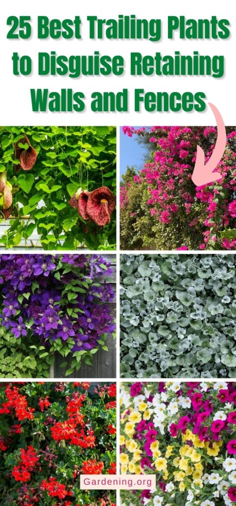 25 Best Trailing Plants to Disguise Retaining Walls and Fences pinterest image.