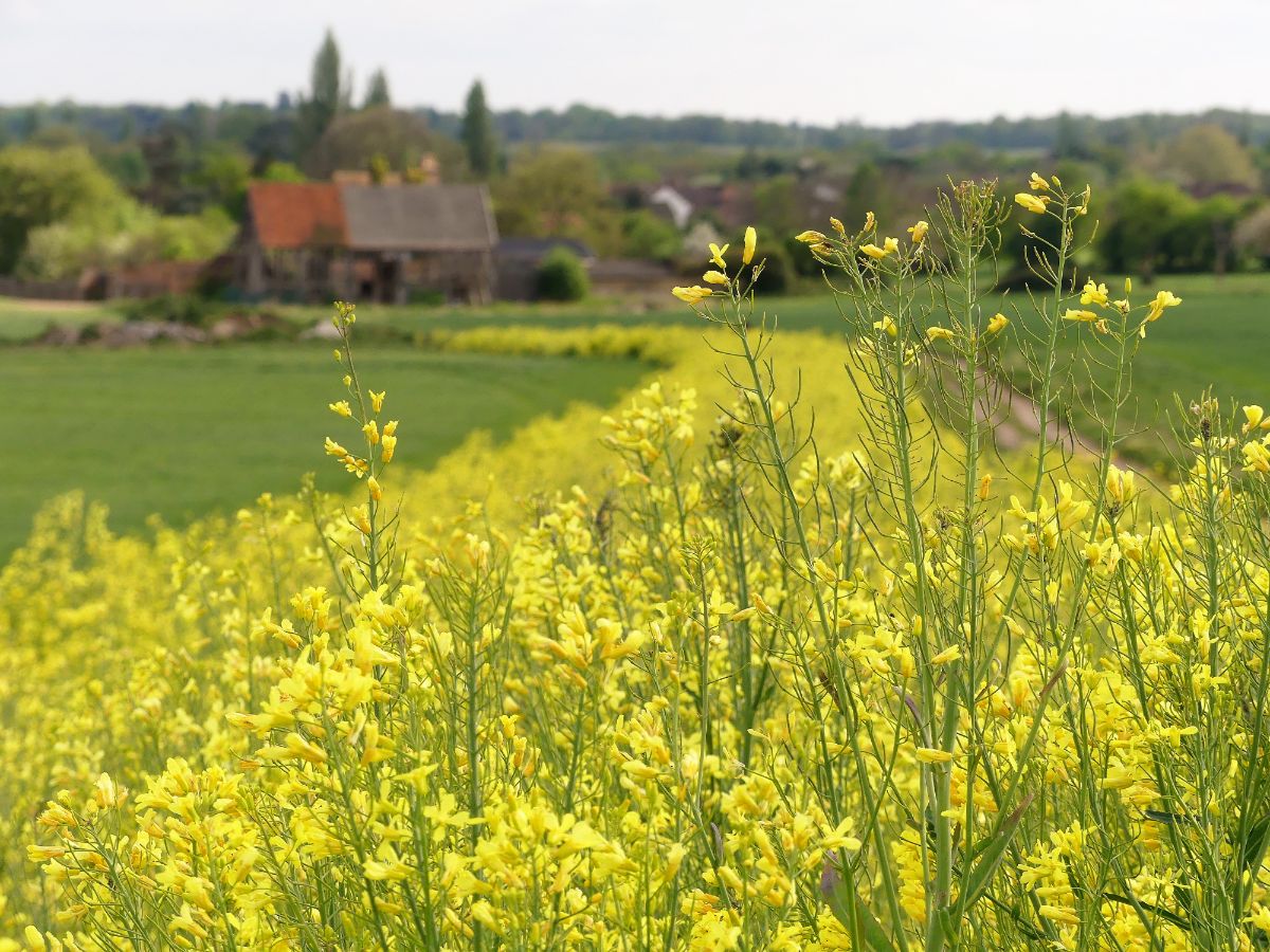 A swath of cover crop 