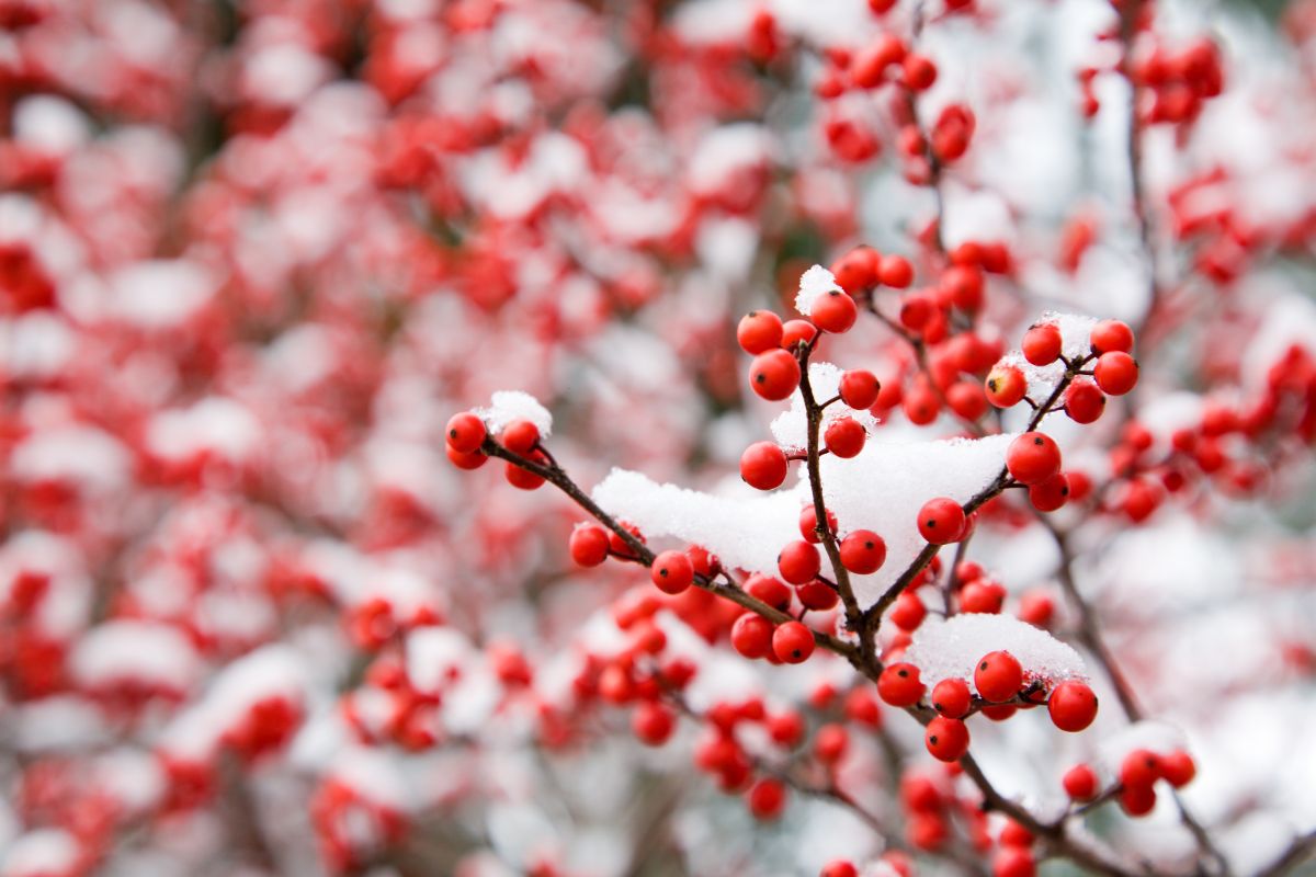 Red winterberries under snow