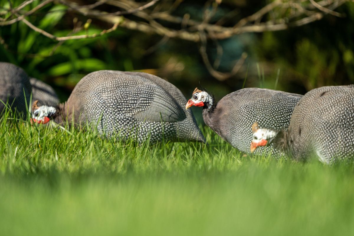 guinea hens eating bugs in a permaculture yard