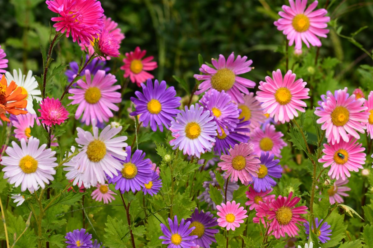 Colorful aster flowers