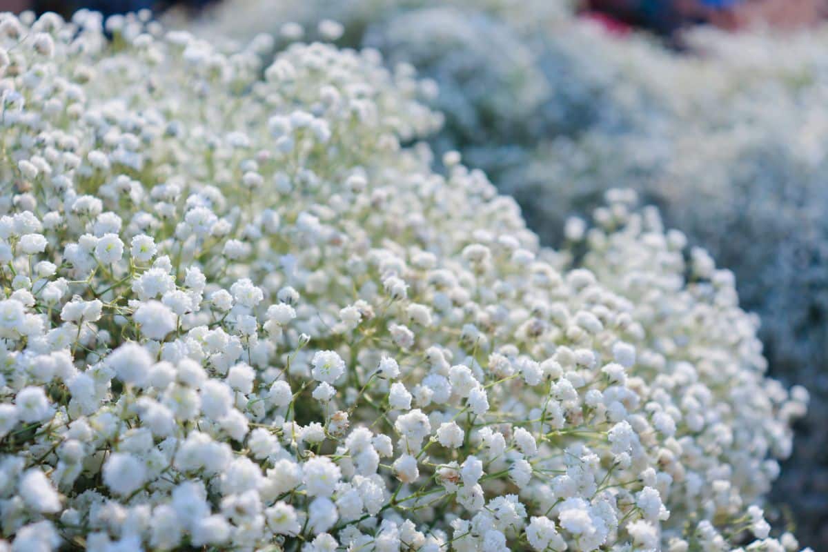 Baby's breath, everlasting love