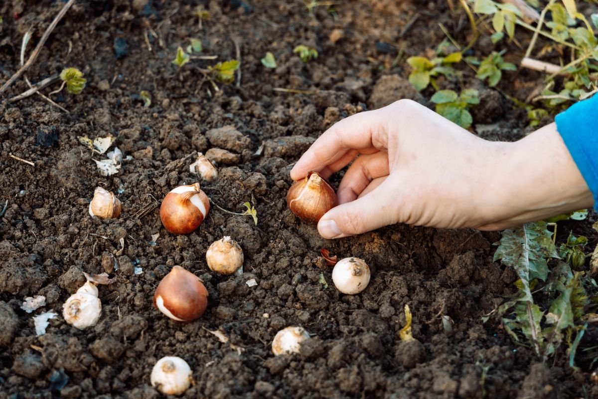 A gardener setting bulbs in the ground