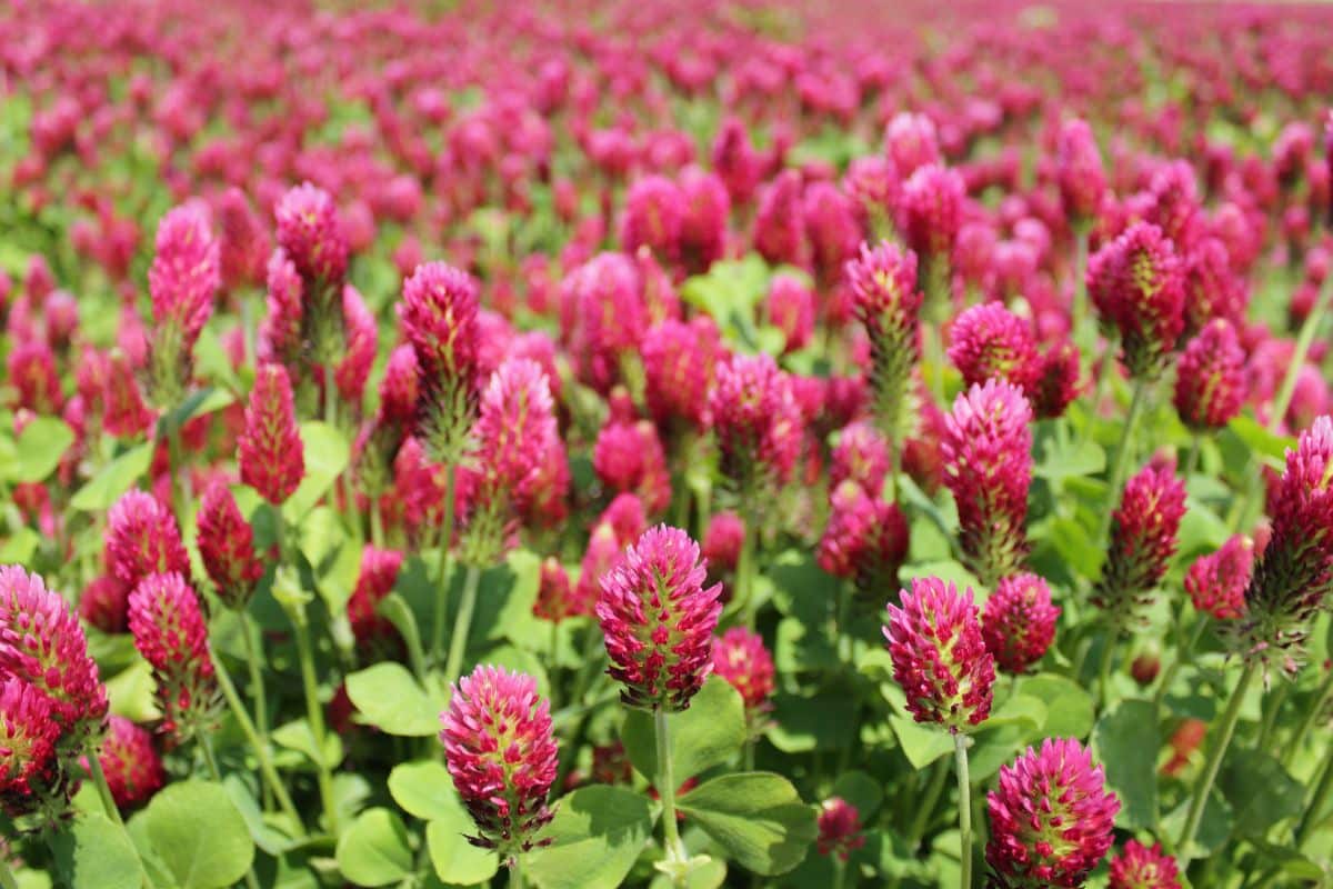 Red Crimson clover in blossom