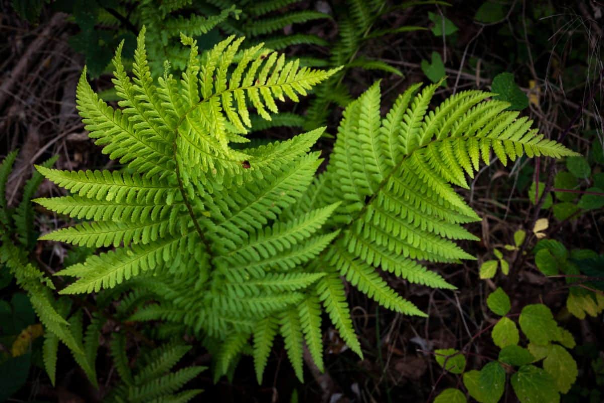 Gently twisting lady ferns