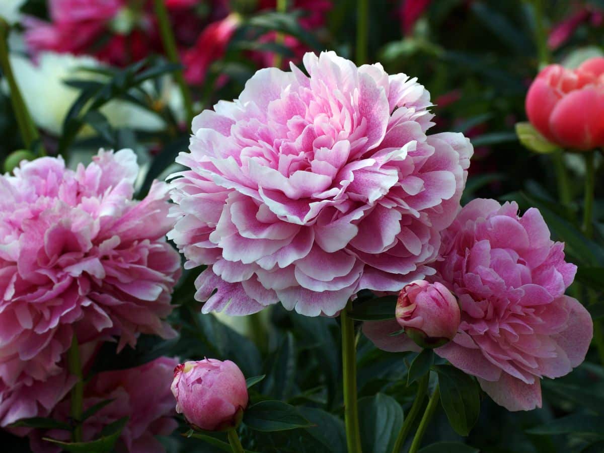 Pink peonies that were divided in the fall