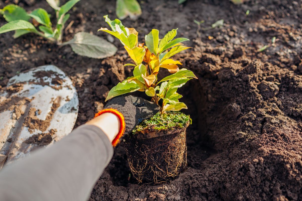 A gardener planting perennials in the fall