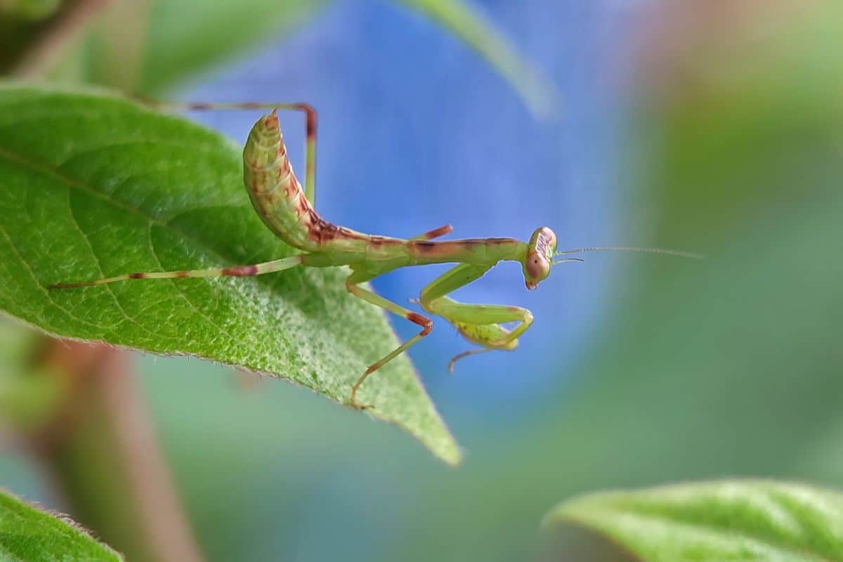 A praying mantis waiting for prey insects
