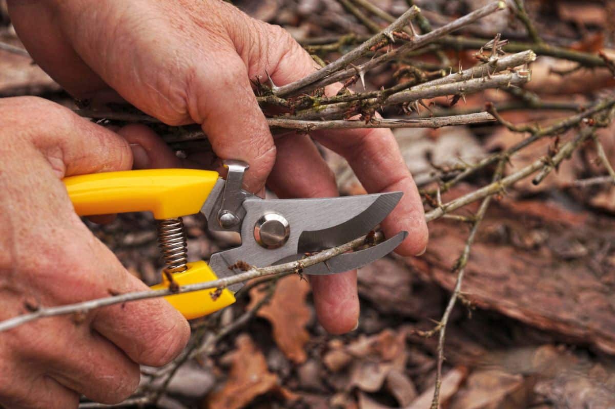 A person using spring loaded pruners in the garden