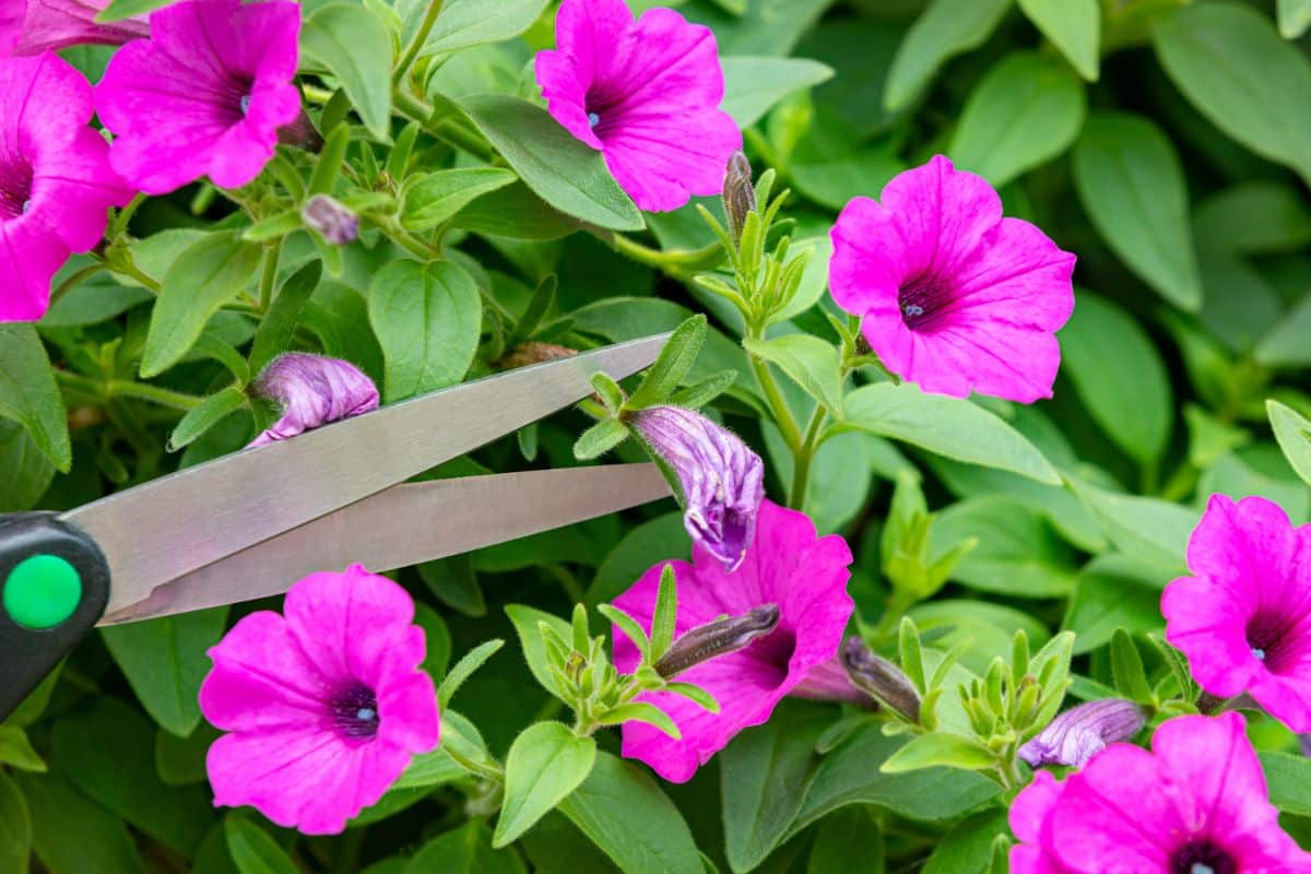 Pink petunias being deadheaded