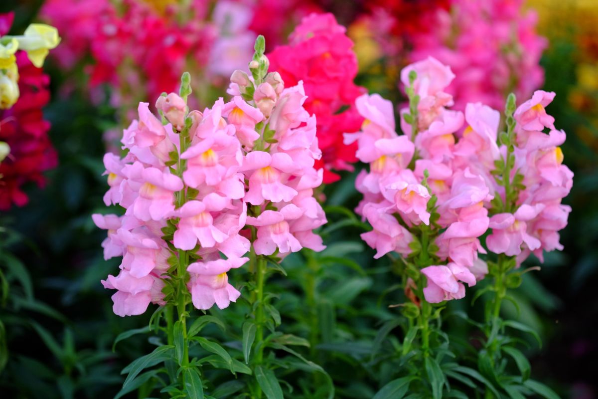 Colorful snapdragons in a fall garden