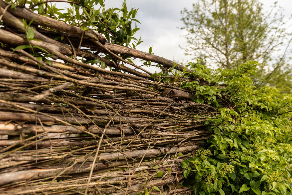 A dead hedge of woven branches with plants climbing on it