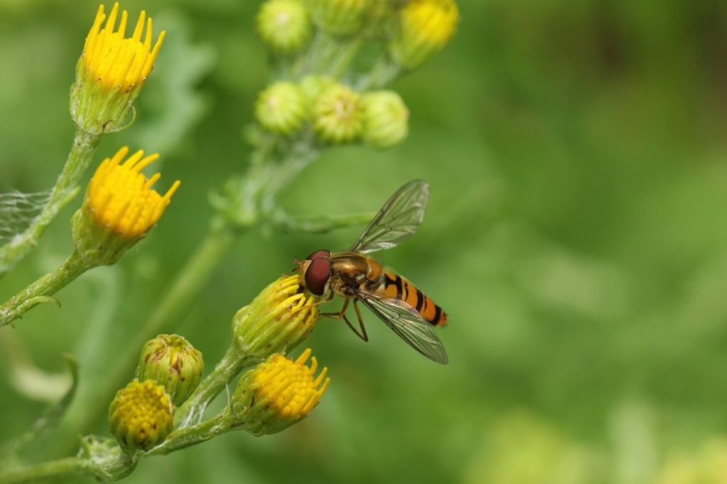 6 Beneficial Insects in the Rose Garden (and How to Attract Them)