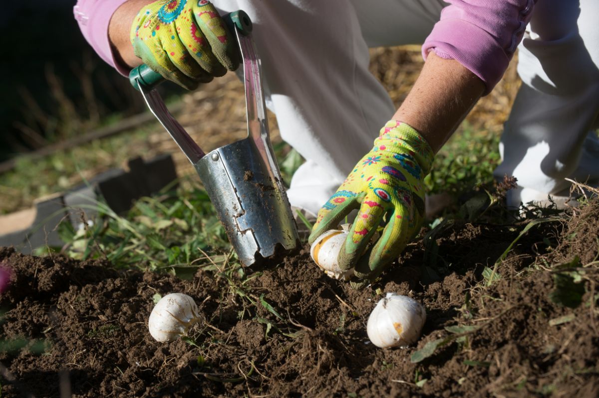 A gardener planting bulbs with a bulb planting tool