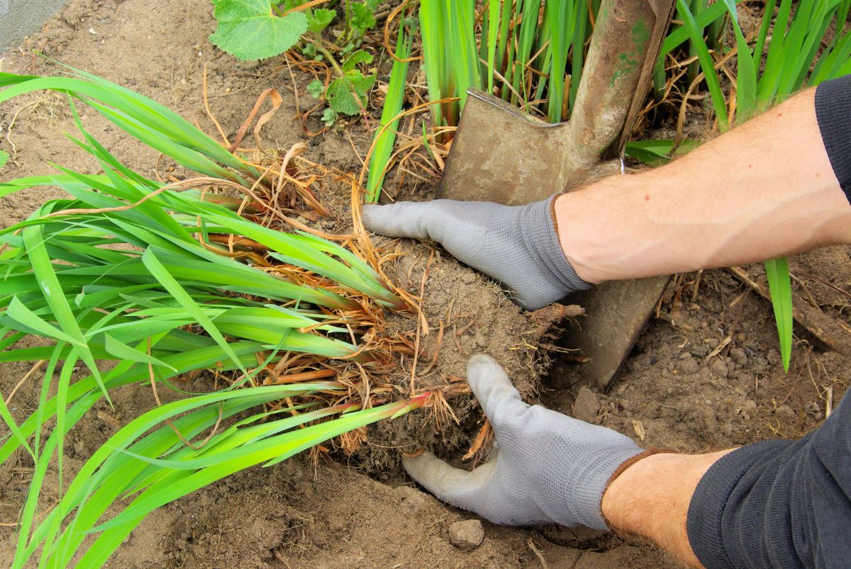 A gardener divides perennials in the fall