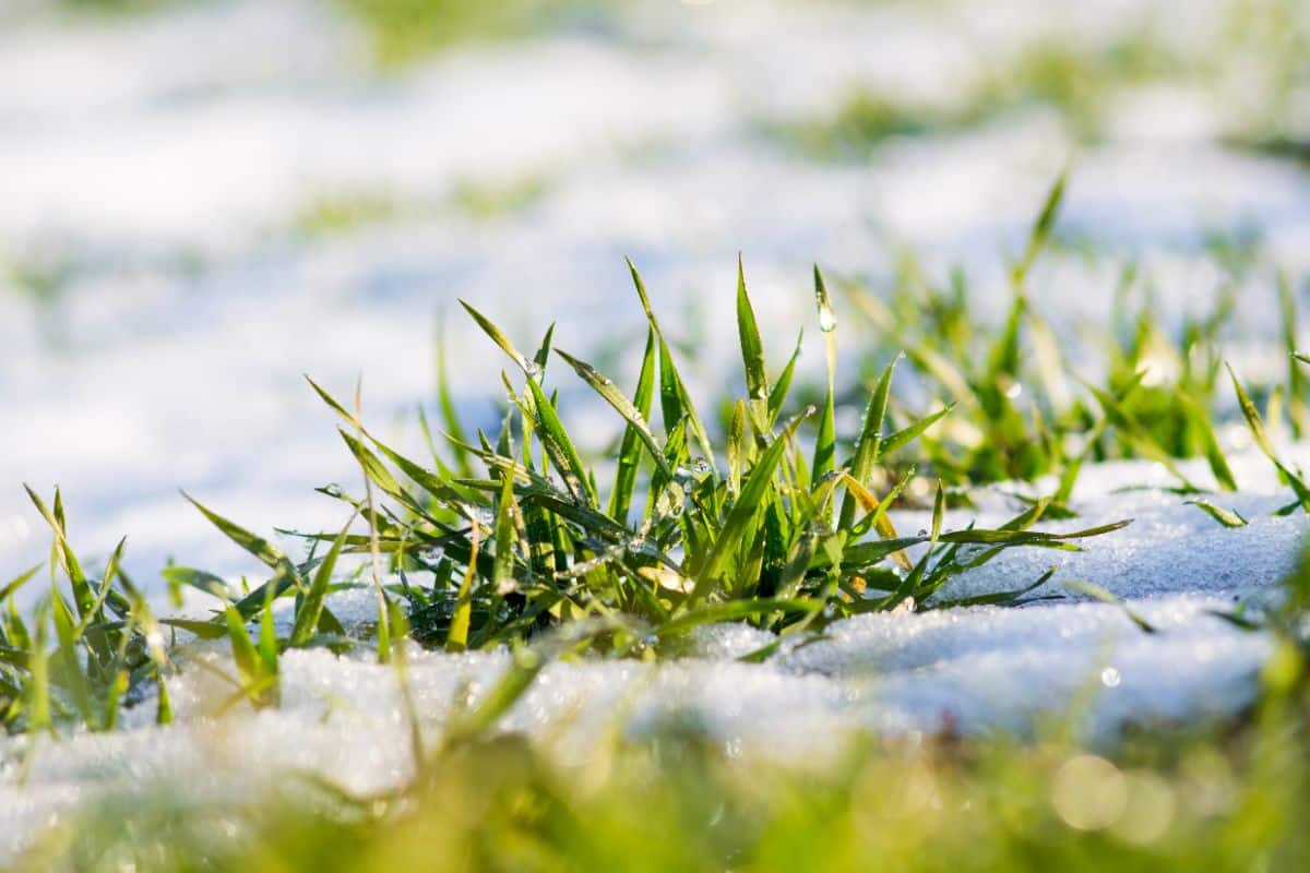 Plants peeking through snow cover