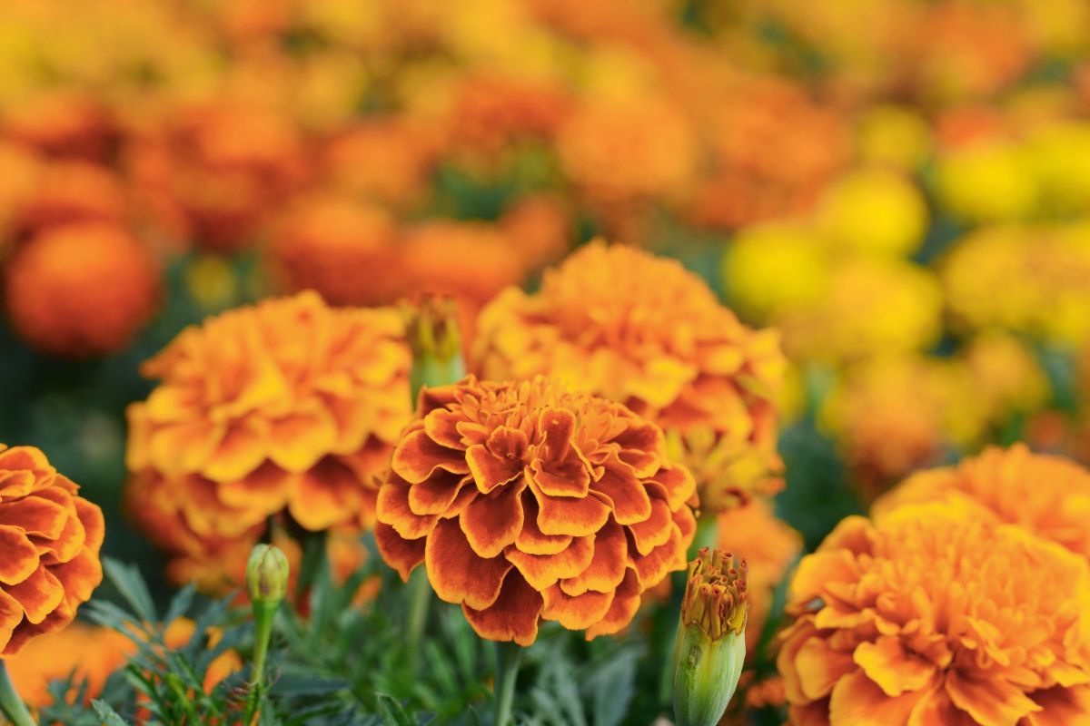 Orange marigold flowers in the fall