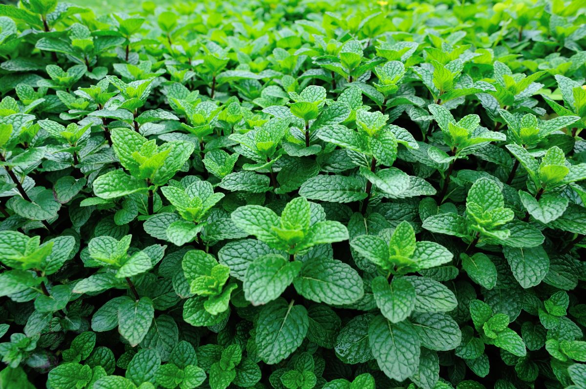 Fresh mint for dehydrating