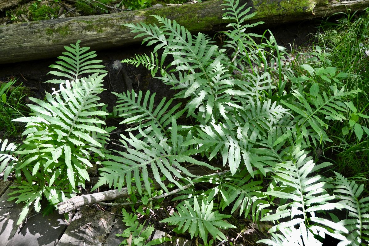 Sensitive ferns in dappled light