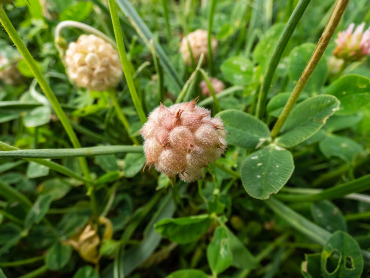 Strawberry clover blossoms