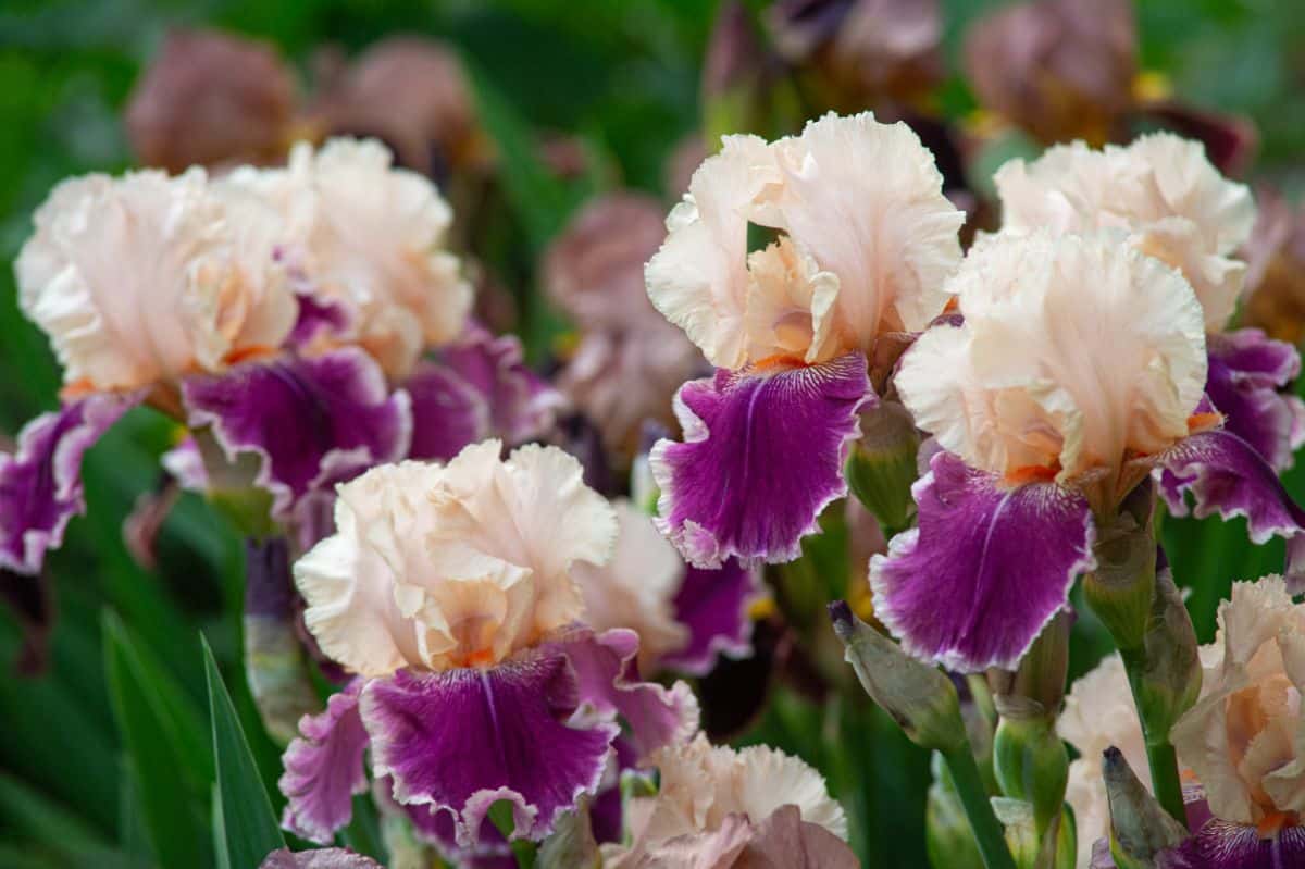 Bearded iris flowers