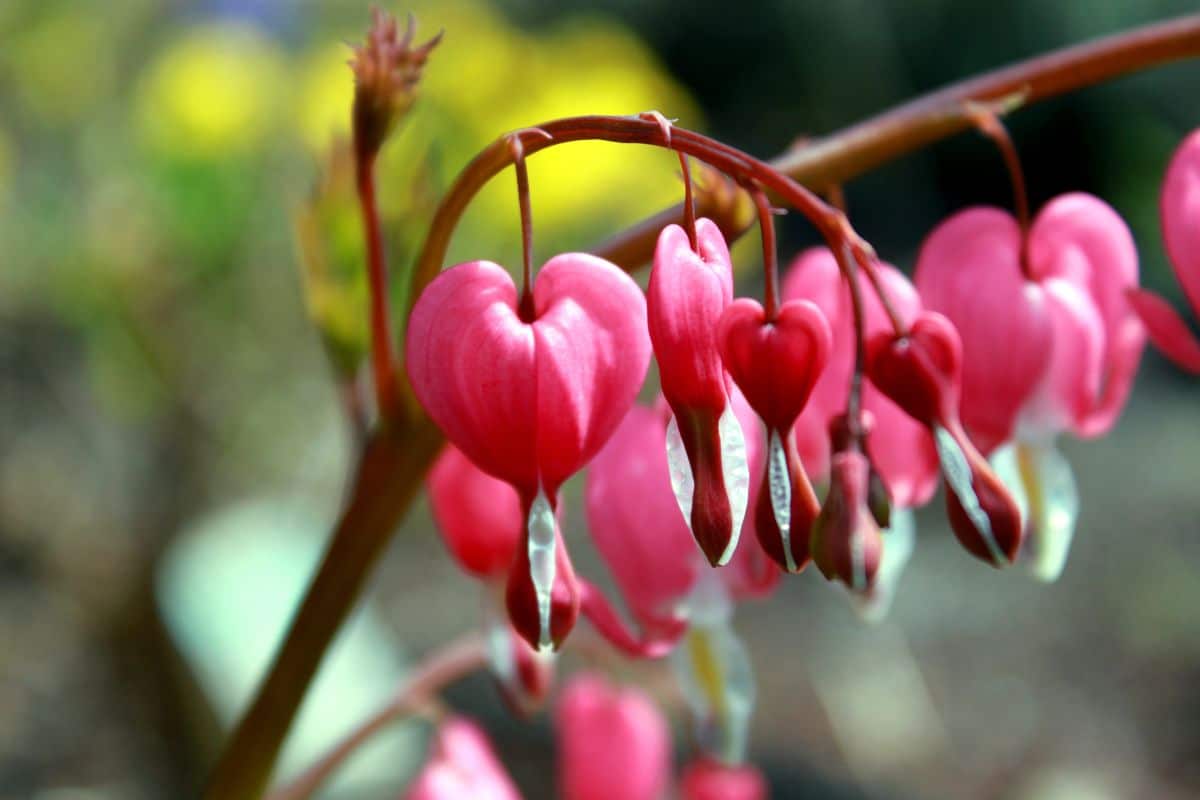 Pink bleeding heart flowers