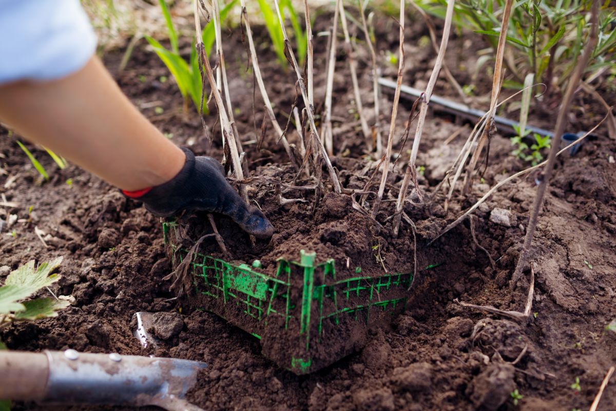 Bulbs planted in a bulb cage