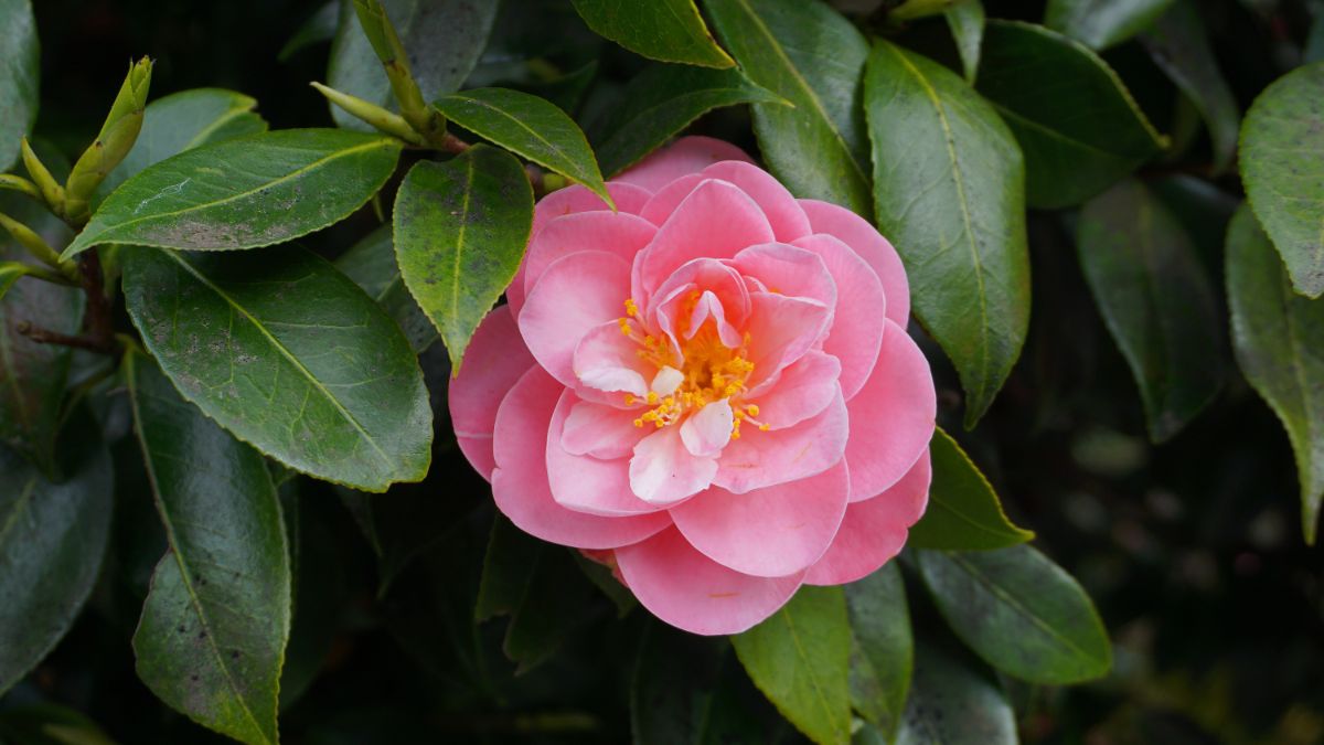 Camellias, like, longing, adoration